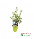 OLEA EUROPEA M14