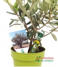 OLEA EUROPEA M14