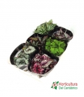 Bandeja begonia especial