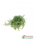 FICUS SUNNY M12
