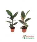 Ficus robusta