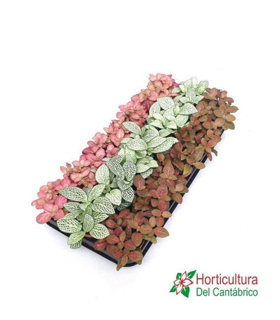 FITTONIA MIXTO