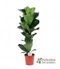 FICUS LYRATA M21