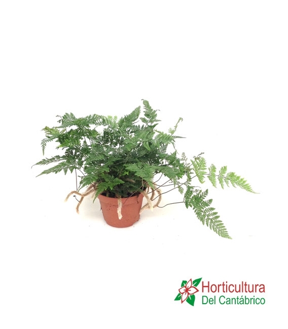 HUMATA TYERMANNI M12