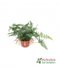 HUMATA TYERMANNI M12