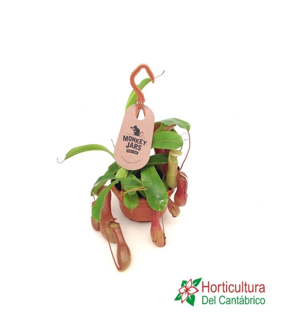 NEPENTHES M 14