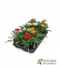 Bandeja de gazania producida en asturias