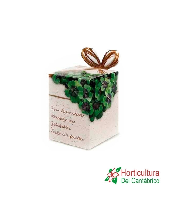 TREBOL 4 HOJAS CAJA