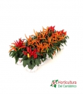 CAPSICUM M10