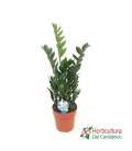ZAMIOCULCAS M17