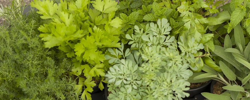 Plantas aromáticas primavera 2024