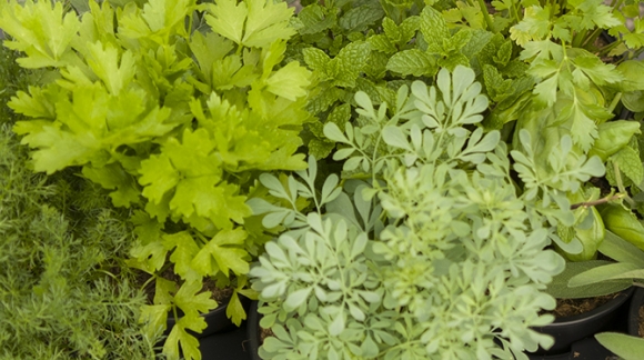 Plantas aromáticas primavera 2024