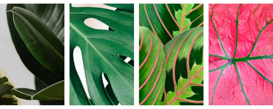 10 plantas de interior que no pueden faltar en tu floristería