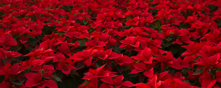Vivero productor de flor de pascua
