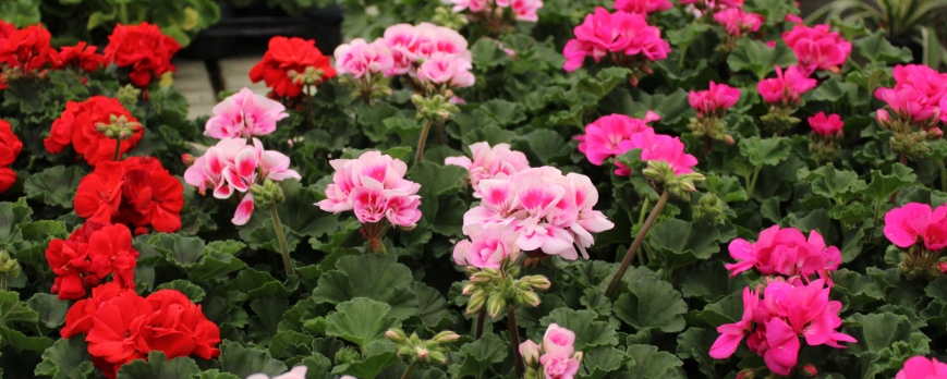 Vivero productor de plantas de temporada
