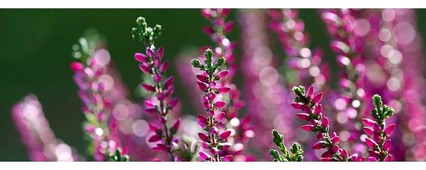 Especial plantas septiembre