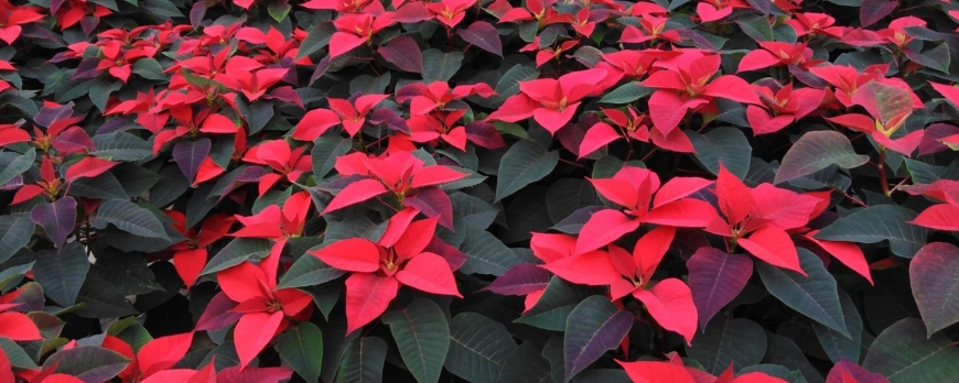 Planta de navidad