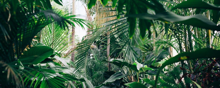 Planta de interior verde
